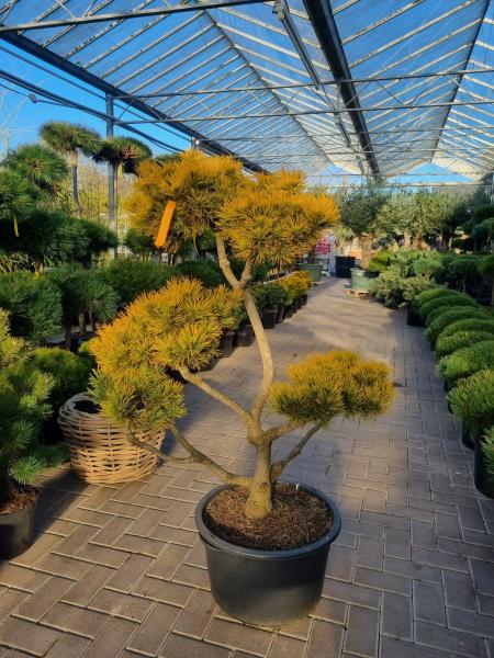 Gartenbonsai Pinus mugo ´Carstens´ wintergold 155cm.